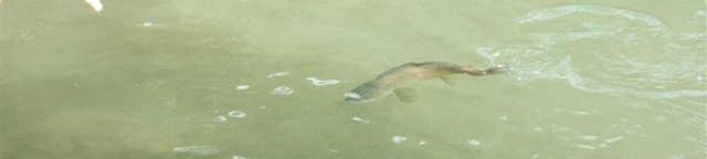 brown trout